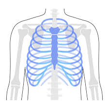 Rib cage anatomy | human rib cage info and pictures. Human Rib Cage Anatomy Stock Images Page Everypixel