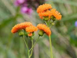 Image result for Emilia coccinea