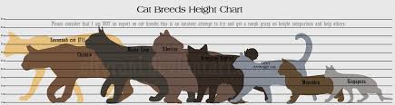 Sizes may vary with brands, models and manufacturers. Guide To Cat Breed Heights By Eltyranda On Deviantart