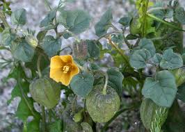 Image result for Physalis viscosa