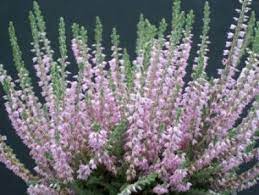 Silver Knight The Heather Farm Heather Flower Silver Knight Plant Care