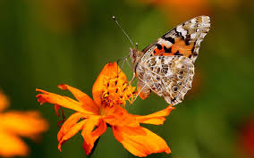 Like all butterflies in the genus papilio, the giant swallowtail has tails on its hind wings. Wallpaper Orange Flowers And Butterfly 1920x1200 Hd Picture Image