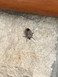 We did not find results for: Stink Bug Never Smelled Anything Weird Though Even After My Dog Ate It No Smell On His Breath Whatsthisbug