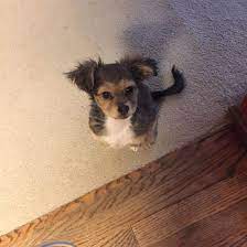 They, on the other hand, are known for their courage, yet still, make for sweet affectionate dogs that also love being the center of attention. What You Need To Know About The Shih Tzu Chihuahua Mix K9 Web