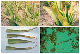 Maybe you would like to learn more about one of these? A Aloe Field Infected With Leaf Spot Disease Caused By Alternaria Download Scientific Diagram