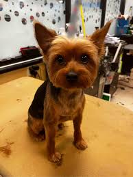 Image result for yorkshire haircut