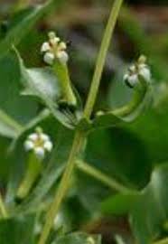 Image result for Fadogia ancylantha