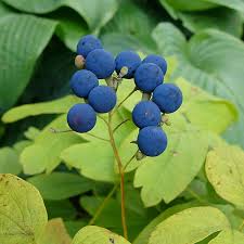 Image result for Blue Cohosh