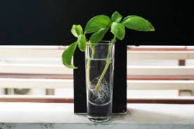 Congelare una purea di basilico congelare il basilico fresco il basilico è conosciuto sia per le sue proprietà medicinali, sia come ingrediente per insaporire le. Come Conservare Il Basilico Fresco