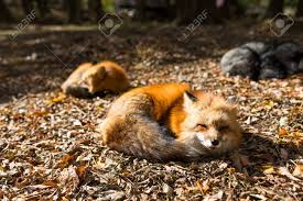 Red Fox Sleeping At Outdoor Stock Photo Picture And Royalty Free Image Image 70838975 Download sleeping fox stock photos. red fox sleeping at outdoor