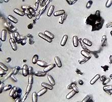 Infected plants display white powdery spots on the leaves and stems. Powdery Mildew Wikipedia