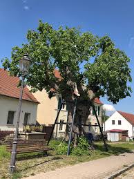 Weitere ideen zu haus umbau, haus küchen, moderne küche. Datei Naturdenkmal Treptow Koepenick 9 56b Flatter Ulme Jpg Wikipedia