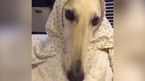 It used to be called a russian wolf hound. Funny Borzoi Dog Vine Compilation Youtube