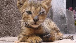 Kucing demam merupakan suatu masalah umum yang dialami hewan karena demam? 17 Tanda Cacingan Pada Kucing Wajib Tahu Arenahewan Com