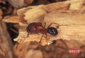 Rove beetles look so much like ants that even other ants can't tell the difference. Red And Black Ants Florida Carpenter Ant
