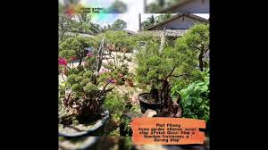 Secara umumnya, siraman perlu dibuat dua kali sehari. 606 Bonsai Pokok Cucur Atap Beackea Frustecens Phat Home Garden Youtube