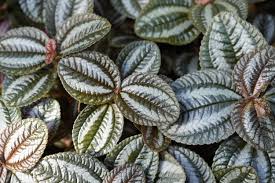 Image result for Pilea angolensis