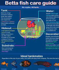 Pin By Ainsley J On Fish Betta Fish Care Fish Care Betta Fish