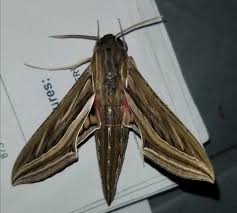 Image result for Hippotion celerio