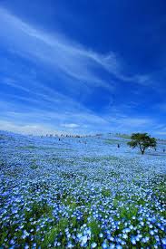 It might be the beginning of spring when cherry blossoms are in bloom, or later in the year when japanese flower fields display every color of the rainbow. Beautiful Flowers Garden Beautiful Baby Blue Eyes Nemophila Hitachi Seaside Park In Hitachinaka Ibaraki Japan