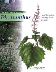 South africa has an intensely rich botanical heritage, and many of the ornamental plants that grace international gardens have south african roots. The Southern African Plectranthus And The Art Of Turning Shade To Glade By Ernst Van Jaarsveld Vorgestellt Im Namibiana Buchdepot