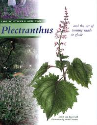 One of the sunflower family, vernonia galamensis, is grown in ethiopia for its oil, which is used in the. The Southern African Plectranthus And The Art Of Turning Shade To Glade By Ernst Van Jaarsveld Erklart Im Namibiana Buchdepot