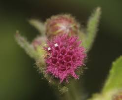 Image result for Blumea axillaris