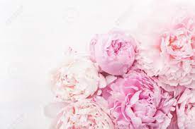 ✓ free for commercial use ✓ high quality images. Beautiful Pink Peony Flower Background Stock Photo Picture And Royalty Free Image Image 94221784