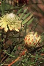 Image result for Protea angolensis
