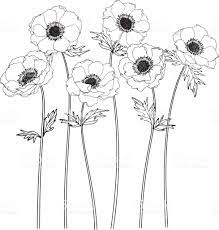 Anemone Flowers Drawing And Sketch With Lineart On White Flower Drawing Anemone Tattoo Anemone Flower