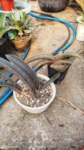 Image result for Sansevieria hallii