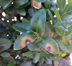 How do you bring bushes back to life? Boxwood Buxus Spp Box Blight Pacific Northwest Pest Management Handbooks