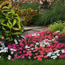 Image result for Impatiens keilii