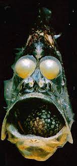 A Little Hatchet Fish Deep Sea Animals Deep Sea Creatures Deep Sea Life