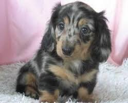 Long Haired Miniature Dachshund Puppies For Sale Splendor Farms Kennel Bush Louisia Dachshund Puppies For Sale Dachshund Puppy Miniature Dachshund Puppies
