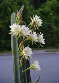 It blooms in summer when the plant has reached 5 or 6 years. Cereus Peruvianus Monstrose 5 5t 2w 3b Etsy In 2021 Blooming Cactus Cacti And Succulents Succulents