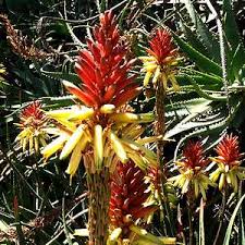 Image result for Aloe lutescens