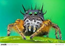 Detaylarda Saklanan Guzellikleri Ortaya Koyan Makro Fotografciligin 51 Inanilmaz Ornegi Salticidae Makro Fotografcilik Hayvanlar