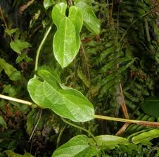 Image result for Aristolochia triactina
