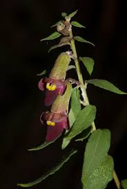 Image result for Tinnea zambesiaca