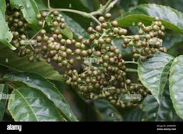Image result for Leea guineensis