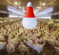 Flicker Free Chicken Farm LED Poultry Light IP65 Dimmable LED Bulb for  Poultry House