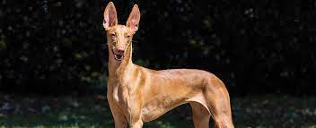 When you follow hounds of anubis, you'll get access to exclusive messages from the artist and comments from fans. Pharaoh Hound Dog Breed Profile Petfinder
