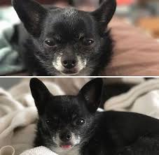 People Are Posting Pics Of Their Animals Before & After Being Called A Good  Boy