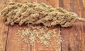 A Cluster Of Milo Seeds Scattered Around A Sorghum Stalk On A Wood Table Backyard Birds Bird Seed Types Of Sunflowers