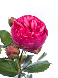 Rosen Freiland Pink Piano Pink Bestellen Rosensorten Rosen Pflanzen