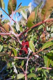 Image result for Faurea discolor