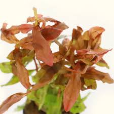 Image result for Ammannia aegyptiaca