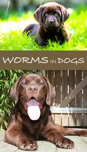 worms in dogs how to keep your labrador worm free