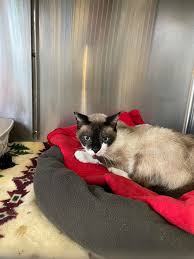 Lakeshore Humane Society